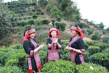 從一片葉子探索產(chǎn)業(yè)振興新路子丨梧州市以全產(chǎn)業(yè)鏈思維推動(dòng)六堡茶產(chǎn)業(yè)發(fā)展