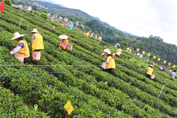 首屆梧州市六堡茶行業(yè)農(nóng)民工技能競賽采茶比賽開展